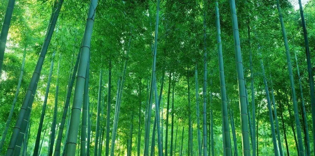 竹林1.jpg